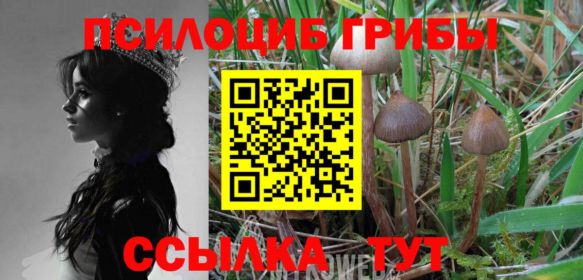 Галлюциногенные грибы Psilocybine cubensis Камень-на-Оби