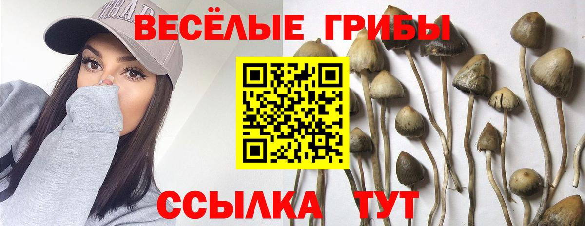 как найти закладки  Вход с VPN  Камень-на-Оби  Псилоцибиновые грибы Psilocybe 